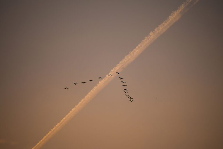 Birds flying in a v-shape over contrail