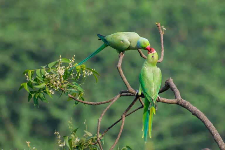 Kissing Parrots in Nashik